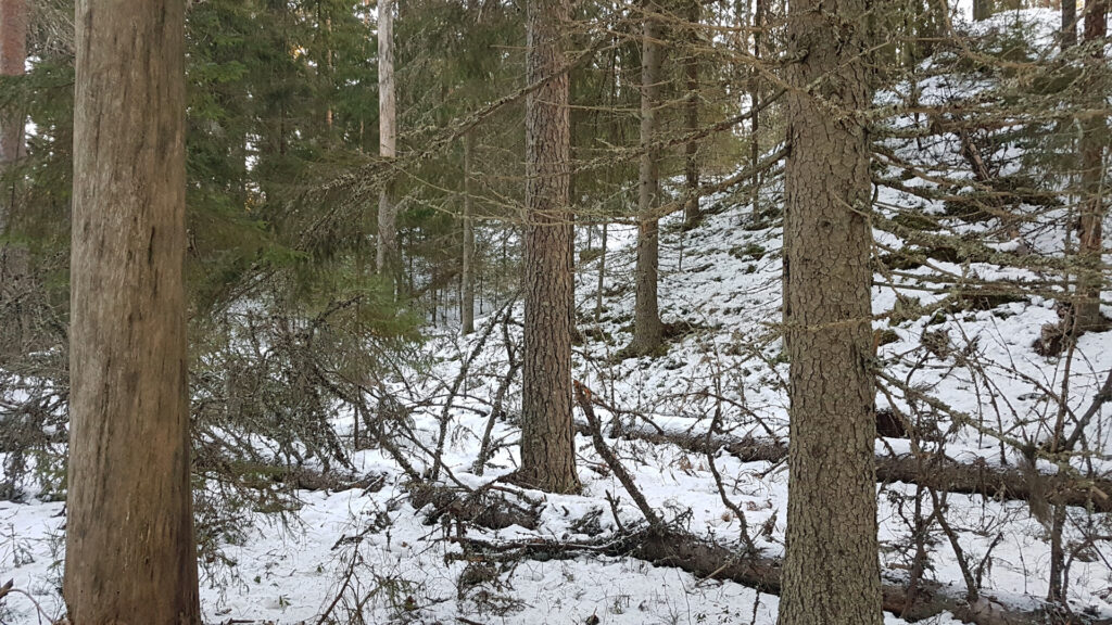 Luminen Hyyriänmäen metsä.