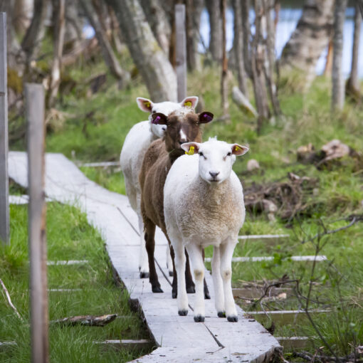 Lampaita pitkospuilla.