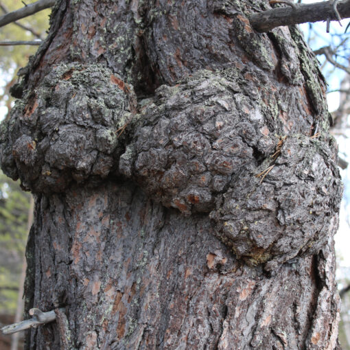 Sitsapesämaa. Kuva: Petri Haapala