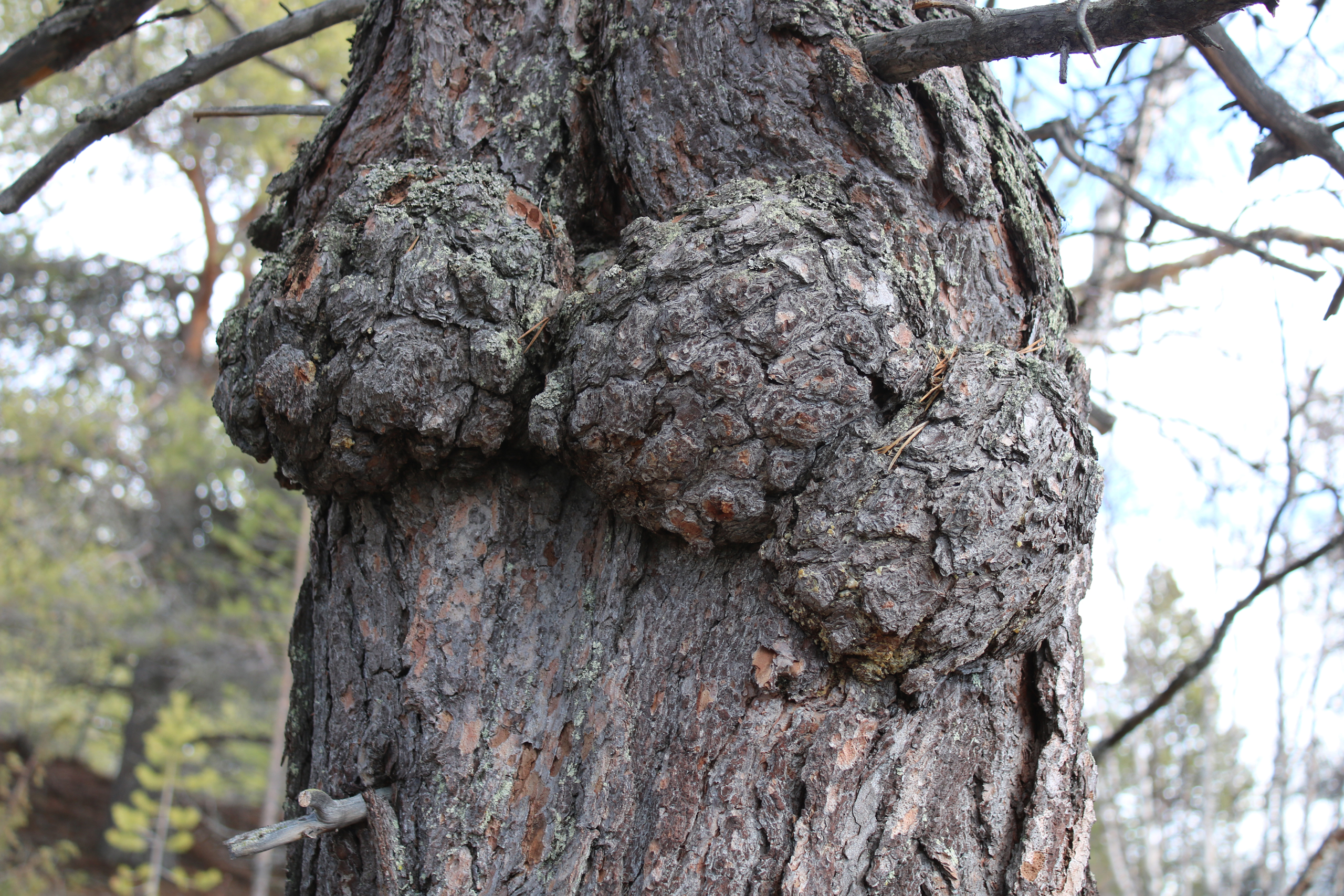 Photo of a big burl in the trunk of an old pine tree.