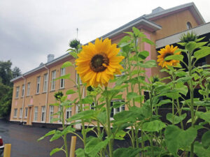 Kaksikerroksinen harjakattoinen vaaleankeltainen koulurakennus kuvattuna etuviistosta. Etualalla auringonkukkia.