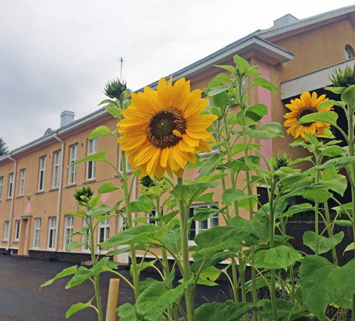 Kaksikerroksinen harjakattoinen vaaleankeltainen koulurakennus kuvattuna etuviistosta. Etualalla auringonkukkia.