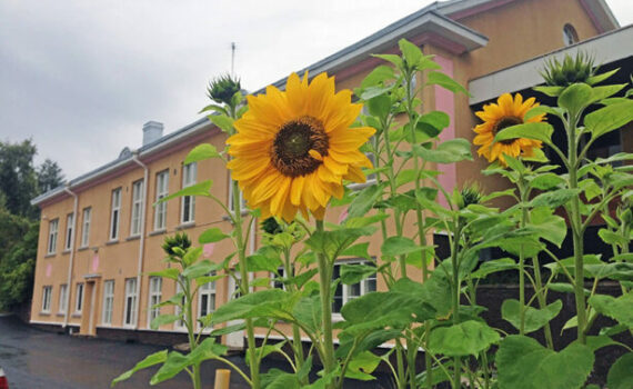 Kaksikerroksinen harjakattoinen vaaleankeltainen koulurakennus kuvattuna etuviistosta. Etualalla auringonkukkia.