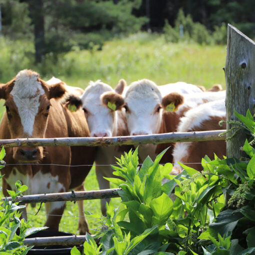 Kesäisessä kuvassa neljä valkoruskeaa lehmää katsoo kameraan puuaidan ja vehreän puskan takaa