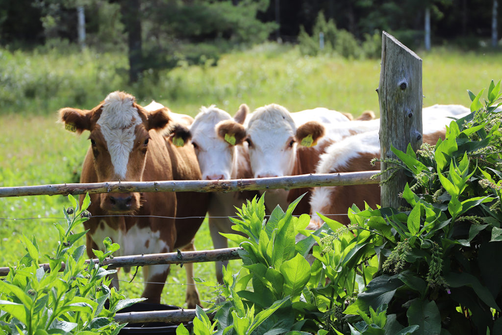 Kesäisessä kuvassa kolme neljästä valkoruskeasta lehmästä katsoo kameraan puuaidan ja vehreän puskan takaa