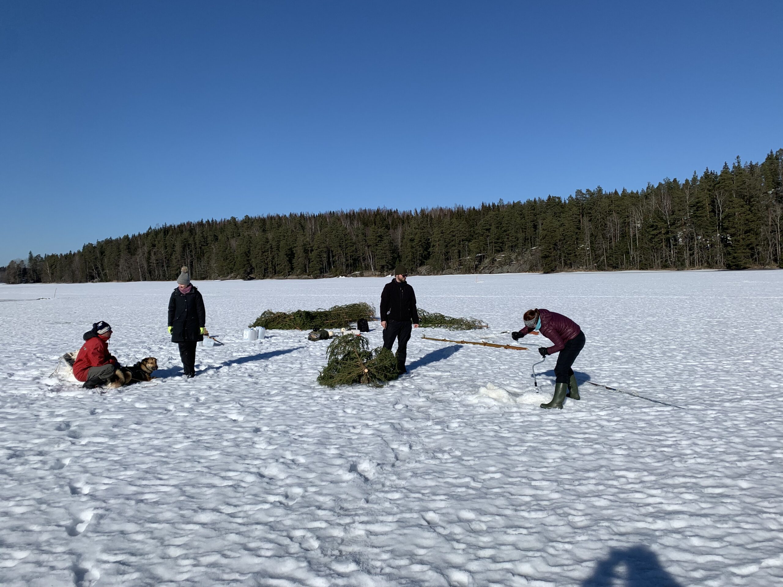 Joulukuuset Hiilivarastoiksi J rveen Kest vyysloikka Joulukuuset Hiilivarastoiksi J rveen Kest vyysloikka
