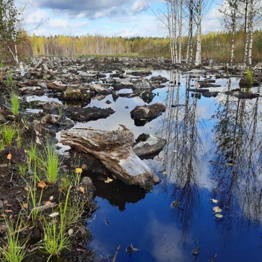 Veteen upotettuja puunkantoja Kyyrönsuon kosteikolla. Kosteikon laidalla heinää. Kosteikko heijastaa sinisen taivaan.