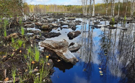 Veteen upotettuja puunkantoja Kyyrönsuon kosteikolla. Kosteikon laidalla heinää. Kosteikko heijastaa sinisen taivaan.