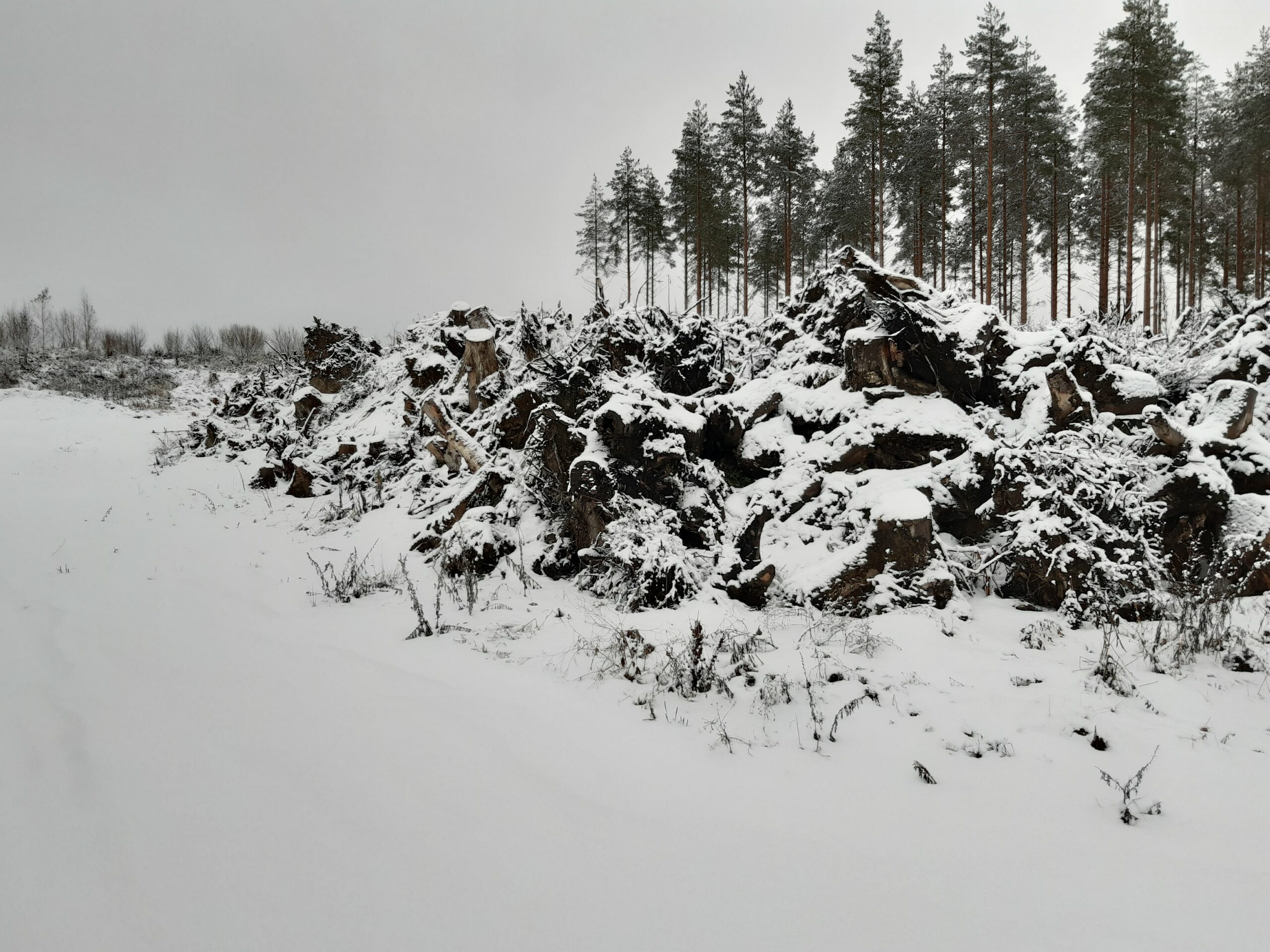 Puunkantoja maa-ainesaseman varastokasassa lumen alle peittyneinä. Taustalla mäntymetsää.