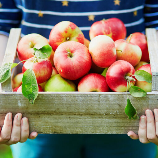 Punaisia omenoita puisessa korissa. Koria pitelee siniraidalliseen paitaan pukeutuneet kädet.
