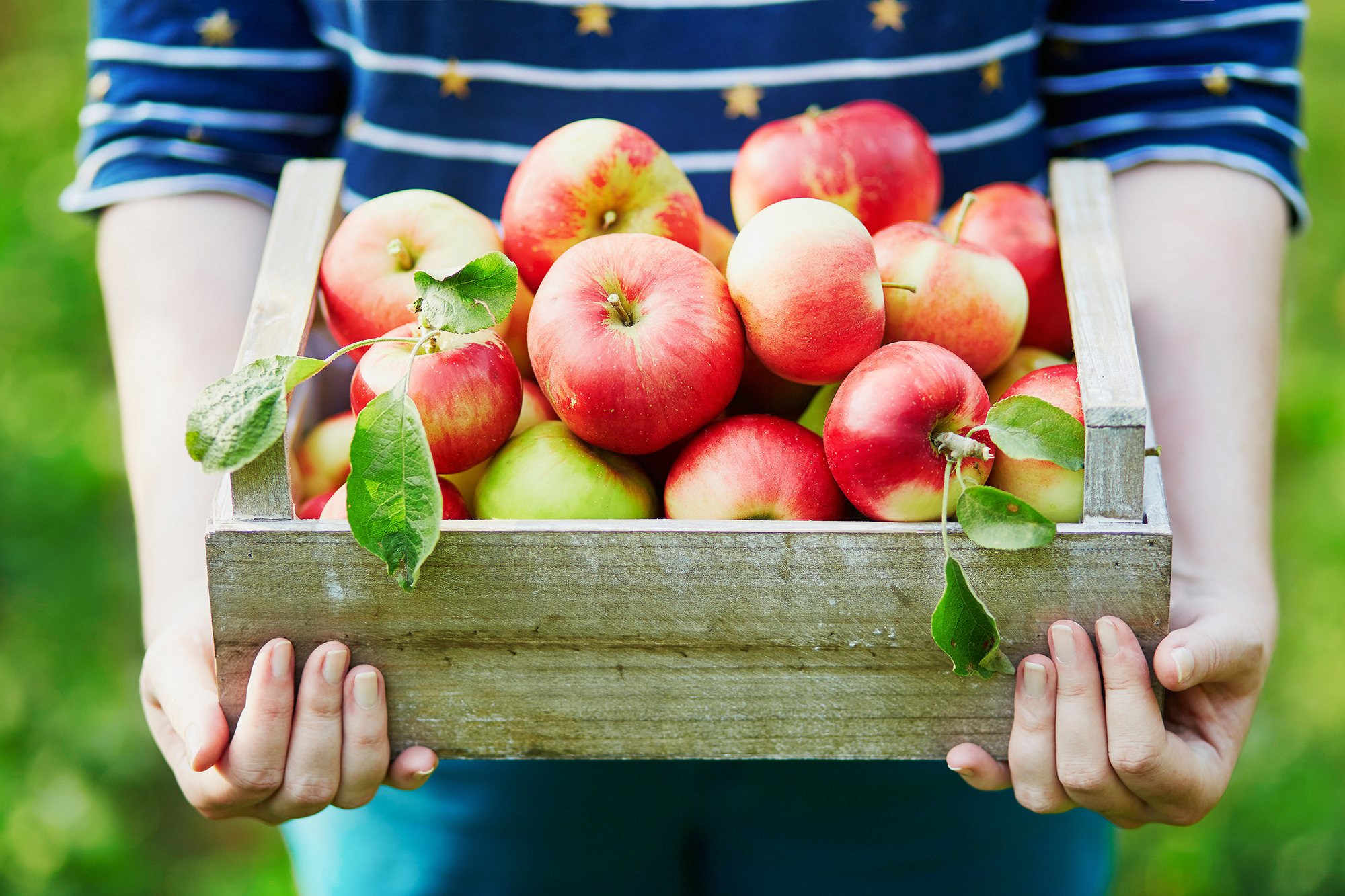 Punaisia omenoita puisessa korissa. Koria pitelee siniraidalliseen paitaan pukeutuneet kädet.
