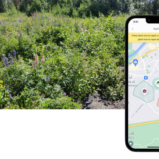 Kuva lupiineista hiekkatien varrella. Kuvan oikean puolen päälle liitetty kuva puhelimesta, jonka näytöllä näkyy esimerkkikartta Crowdsorsa-sovelluksesta.