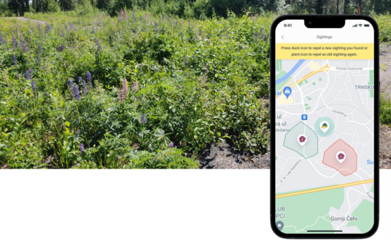 Kuva lupiineista hiekkatien varrella. Kuvan oikean puolen päälle liitetty kuva puhelimesta, jonka näytöllä näkyy esimerkkikartta Crowdsorsa-sovelluksesta.