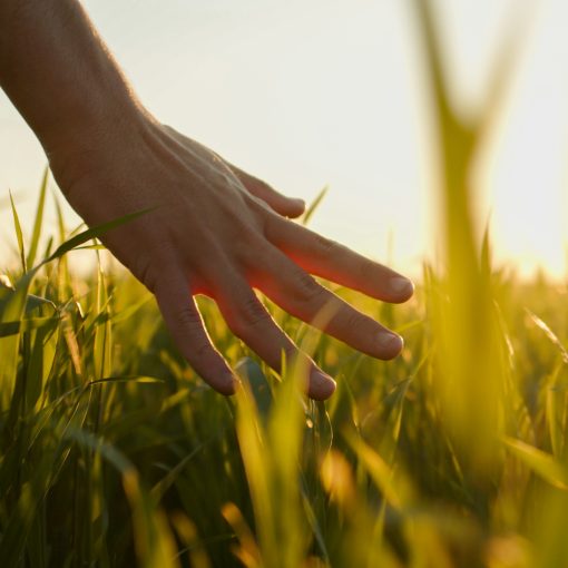 Käsi hivelee heiniä auringonpaisteessa.